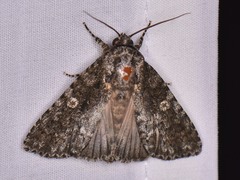 Acronicta afflicta