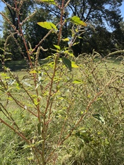 Amaranthus tuberculatus