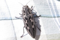 Chalcophora angulicollis