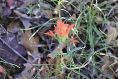 Castilleja