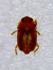 Epuraea
