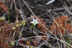 Gentiana douglasiana