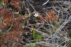 Gentiana douglasiana