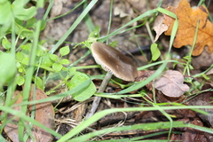 Pseudoclitocybe cyathiformis