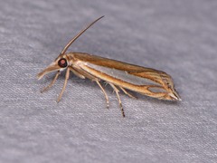 Crambus satrapellus