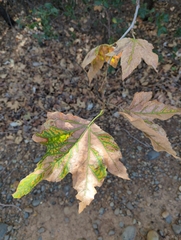 Platanus racemosa