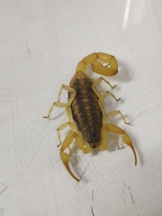 Centruroides suffusus