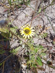 Arctotheca calendula