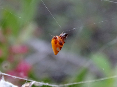 Argyrodes argyrodes