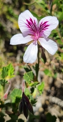 Pelargonium betulinum