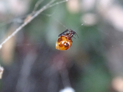 Argyrodes argyrodes