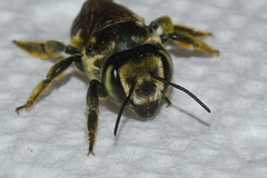 Megachile albitarsis