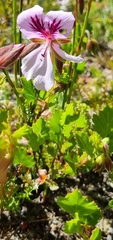 Pelargonium betulinum