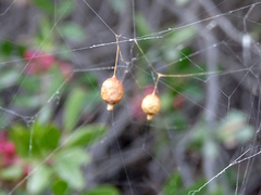 Argyrodes argyrodes