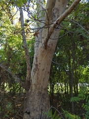 Platanus racemosa