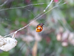 Argyrodes argyrodes