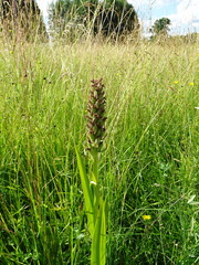 Dactylorhiza incarnata