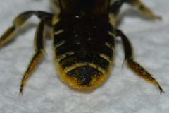 Megachile albitarsis