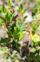 Pelargonium betulinum