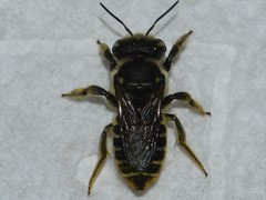 Megachile albitarsis