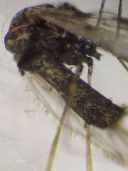 Anopheles nuneztovari