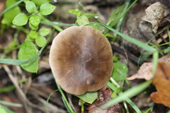 Pseudoclitocybe cyathiformis