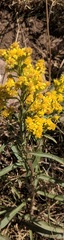 Solidago missouriensis
