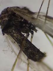 Anopheles nuneztovari