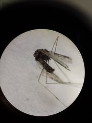 Anopheles nuneztovari
