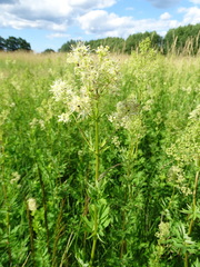Thalictrum flavum