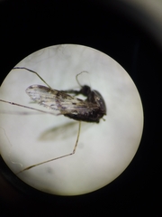 Anopheles nuneztovari