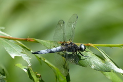 Libellula fulva