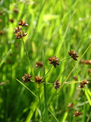 Juncus articulatus