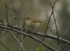 Phylloscopus collybita