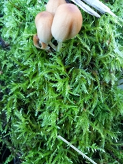 Kindbergia praelonga