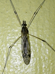 Amphineurus