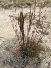 Bothriochloa saccharoides