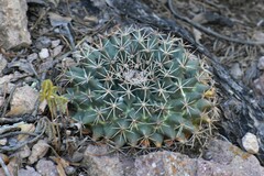 Mammillaria meiacantha