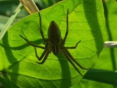 Pisaura