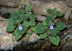 Trichosporeae
