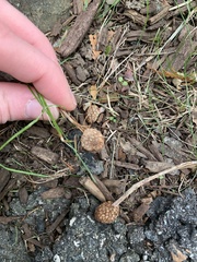 Hypoxylon fragiforme