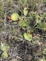 Opuntia cymochila