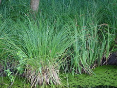 Carex paniculata