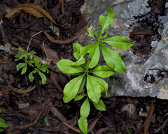 Talinum fruticosum