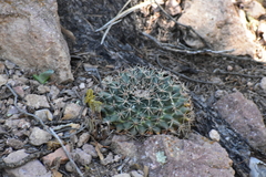 Mammillaria meiacantha