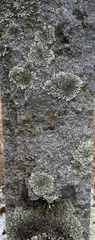 Xanthoparmelia cumberlandia
