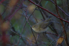 Phylloscopus collybita