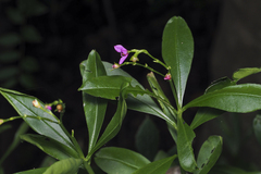 Talinum fruticosum