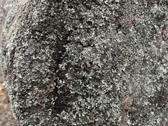 Xanthoparmelia cumberlandia