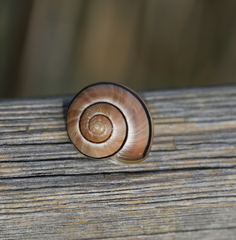 Cepaea nemoralis